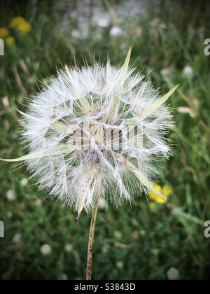 Goatsbeard Sämehopf ähnliche Zeit Löwenzahn Uhr Stockfoto