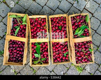 Frisch gepflückte Kirschen von meinen Bäumen Stockfoto