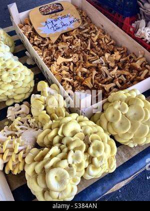 Auswahl an Pilzen aus Pleurotes und Girolle zum Verkauf an einem französischen Marktstand. Stockfoto