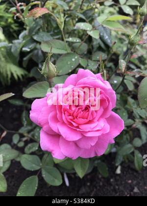 Eine „Mayflower“ Rose von David Austin Stockfoto