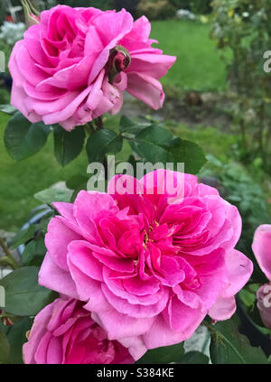 Rosa „Gertrude Jekyll“ Rosen von David Austin Stockfoto