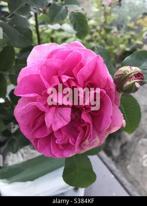 Eine „Gertrude Jekyll“ Rose von David Austin Stockfoto