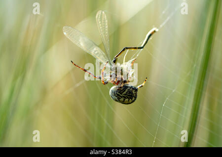 Spider beim Mittagessen eine Libelle essen Stockfoto