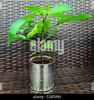 Ein recycelter Blumentopf, der eine Dose verwendet, um eine Chiliplanze anzubauen. Stockfoto