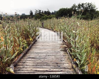 Holzboardwalk durch das Feld der gemeinsamen Teel invasive Pflanze am Strand in Anacortes Stockfoto