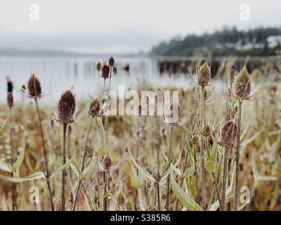 Goldenes Feld der gemeinsamen Teel invasive Pflanze am Strand in Anacortes Stockfoto