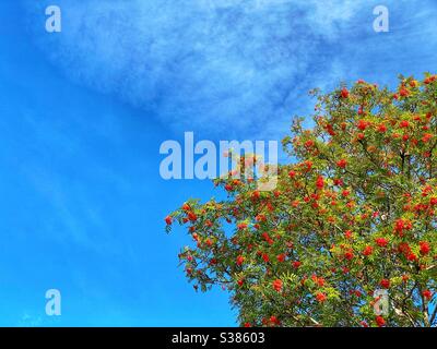 Rote Beeren auf einer Esche am Berg vor einem klaren blauen Himmel. Es ist auch als Rowan-Baum bekannt Stockfoto