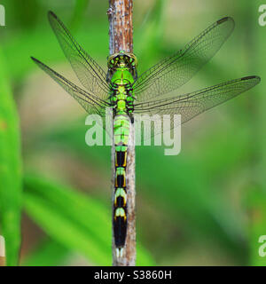 Weibliche östliche Pondhawk Libelle Stockfoto