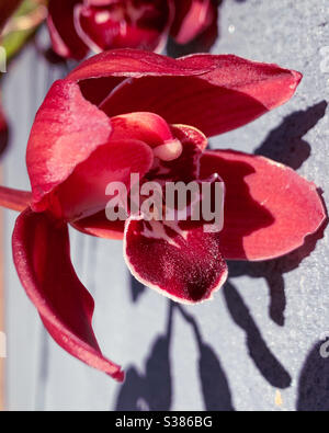 Nahaufnahme einer atemberaubenden dunkelroten samtigen Cymbidium Orchidee Stockfoto