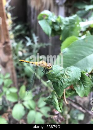 Libelle auf Blatt Stockfoto