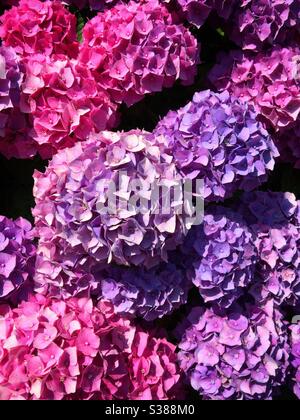 Tiefrosa und lila Hortensien Blütenköpfe Stockfoto
