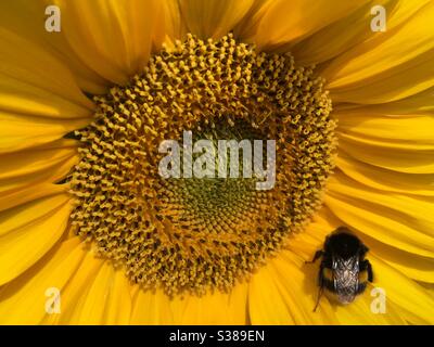 Biene auf einer Sonnenblume Stockfoto