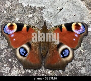 Ein schillernder roter und blauer Pfauenschmetterling, der auf einem weißen und grauen Stein ruht. Stockfoto