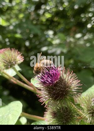 Delapre, Nordants, UK - 20. Juli 2020: Kleine Klette, eine Art Gänseblümchen, mit einer Hummel an Bord. Auch bekannt als häufig, Kuckuckknopf, Laus Bur und Wildhubarb. Arctium minus. Stockfoto