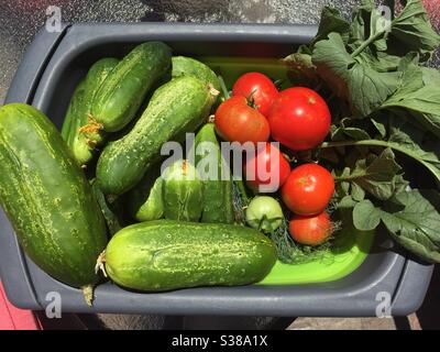 Gurken, Tomaten und Dillenkraut frisch aus dem Garten. Stockfoto