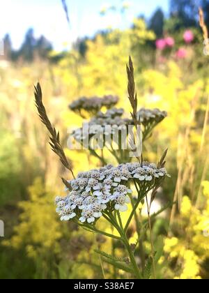 Schafgarbe oder Gemeine Schafgarbe (Achillea millefolium). Stockfoto