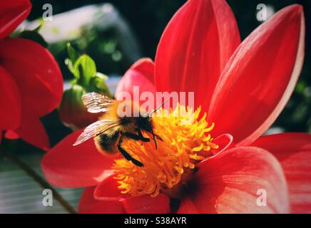 Hummel auf der Suche nach Pollen auf einer roten Blume Stockfoto