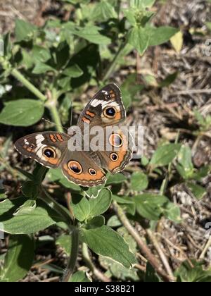 Buckeye Schmetterling bekommen Pollen auf Waldboden Wildblumen Stockfoto