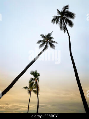 Kokosnuss Palmenbaum Silhouetten gegen den Himmel bei Sonnenaufgang Stockfoto