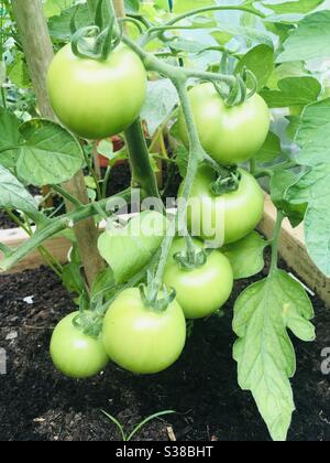 Tomaten auf der Rebe, die in einem Gewächshaus wächst, Großbritannien Stockfoto