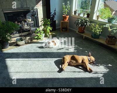 Ein Hund und eine Katze liegen in der Sonne in einem Wohnzimmer voller Pflanzen. Stockfoto