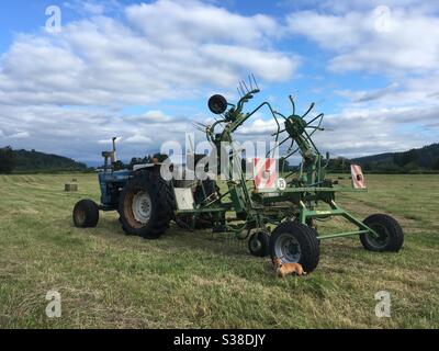 Chihuahua mit Traktor Stockfoto