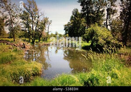 Teich in Hull's Wood Park in Fish Creek Park, Calgary, Alberta , Reflexion, Spiegel, Wälder, Wildnis, Stadt Stockfoto