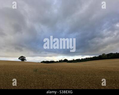 Reifende Weizenfelder, bereit für die Ernte, unter einem dramatischen Abendhimmel Stockfoto