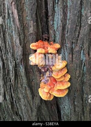 Orangenpilze auf Baumstamm Stockfoto