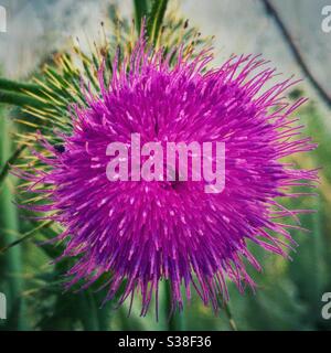 Wild Scottish Thistle. Stockfoto