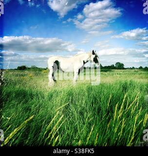 Pony Pferd im Feld Stockfoto