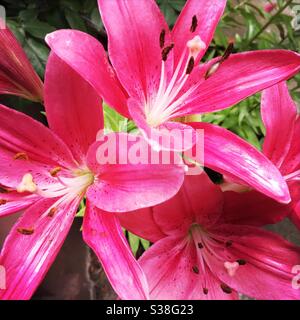 Leuchtend rosa Tag Lilie Blumen.. Stockfoto