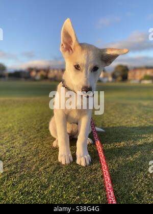 Alaskan Schäferhund Husky Kreuz Welpe in der Nachmittagssonne mit einem Ohr nach oben und einem Ohr nach unten Stockfoto