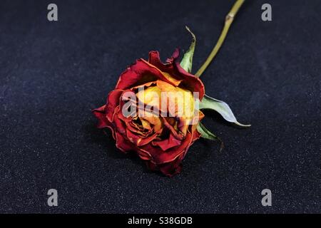 Eine getrocknete orange Rose auf schwarzem Hintergrund Blume Stockfoto