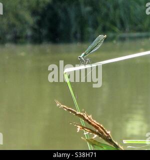 Libelle auf dem Schilf am Ufer des Great River Ouse, Bedford, Bedfordshire, England, Großbritannien. Stockfoto