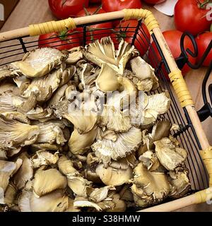 Korb mit frisch gepflückten Pilzen aus Pleurotte. Stockfoto