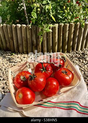 Frisch gepflückte rote Tomaten im Garten angebaut. Stockfoto