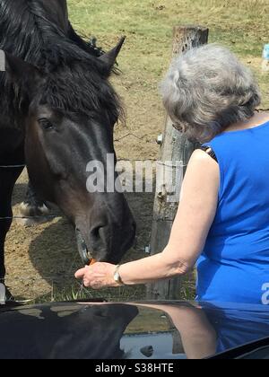 Frau, die einem Pferd ein paar Karotten gibt, freundlich, sanft riesengroß, Percheron Stockfoto