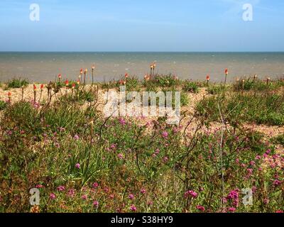 Red Hot Poker oder Fackel Lilien wachsen am Strand in Kingsdown Kent UK Stockfoto