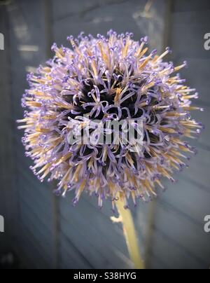 Echinops, oder Kugeldistel, in Blüte Stockfoto