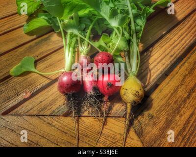 Frisch geerntete Radieschen aus dem Küchengarten, verschiedene Farben Stockfoto