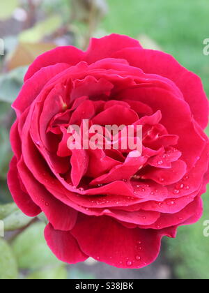 Rote Rose in voller Blüte nach einer Dusche. Stockfoto