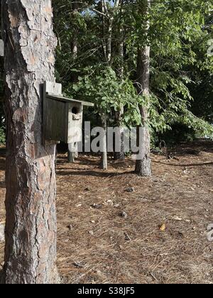 Kleines Vogelhaus aus Holz zum Nisteln auf einer großen Kiefer Stockfoto