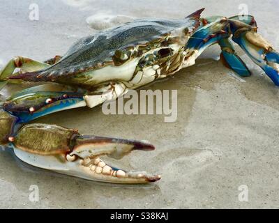 Blaue Krabbe (Callinectes sapidus) am Strand von Jacksonville Beach, Florida. (USA) Stockfoto