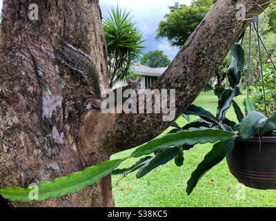 Eastern graues Eichhörnchen sitzt in einem Baum von einem hängenden Kaktus Pflanze, Florida. Stockfoto