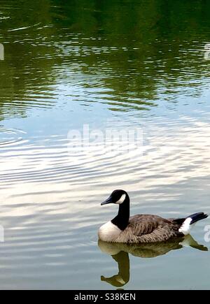 Heitere Kanadische Gans Stockfoto