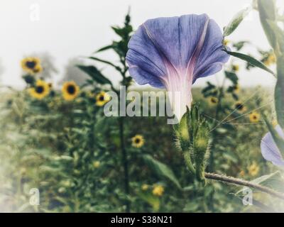 Lavendel Morning Glory öffnet sich mit Sonnenblumen hinter Stockfoto