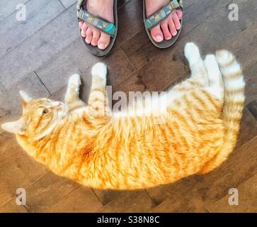 Große alte orange gestromte Katze streckte sich auf den Boden. Stockfoto