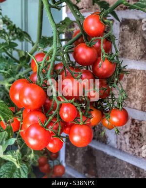 Cherry-Tomaten am Rebstock Stockfoto