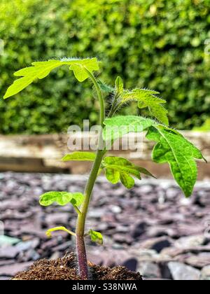 Wachstum einer jungen Tomatenpflanze Stockfoto